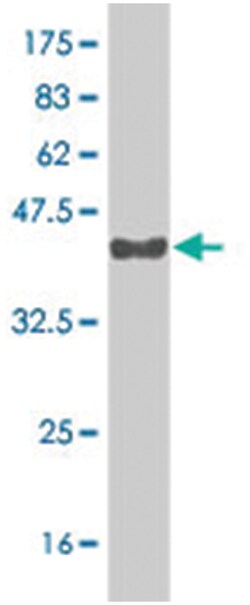 ZFPM1, Mouse, Polyclonal Antibody, Abnova 50&mu;L; Unlabeled:Antibodies,