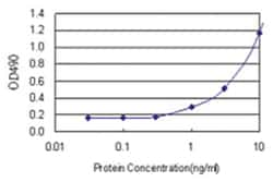 anti-RNF168 Ab-2 Matched Antibody Pair, Abnova™