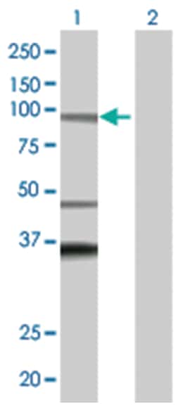 ADAM32 293T Cell Overexpression Lysate (Denatured), Abnova 100 &mu;L | Buy Online | Abnova | Fisher Scientific