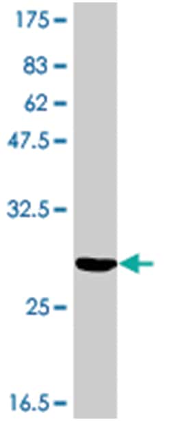 OR5B21, Mouse, Polyclonal Antibody, Abnova 50&mu;L; Unlabeled:Antibodies,