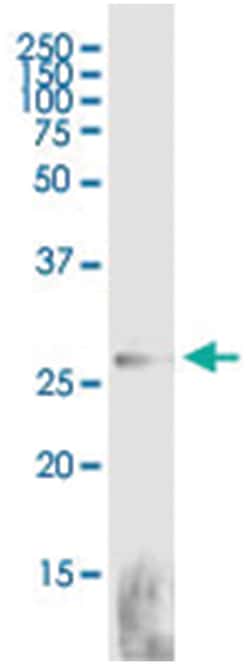 IL27, Human, IP-WB Antibody Pair (PW3), Abnova™