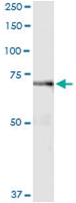 anti-GAS2L3, Human, IP-WB Antibody Pair, Abnova 1 Set | Buy Online | Abnova Corporation | Fisher Scientific