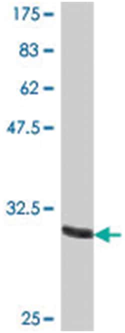 OR13D1, Mouse, Polyclonal Antibody, Abnova 50&mu;L; Unlabeled:Antibodies,