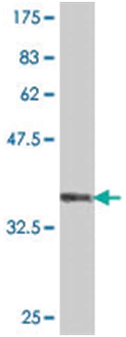 MAFA, Mouse, Polyclonal Antibody, Abnova 50&mu;L; Unlabeled:Antibodies,