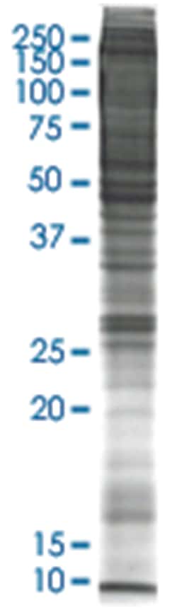 Abnova PC-12 (rat adrenal gland pheochromocytoma) Nuclear extract lysate, Non-denatured; Abnova