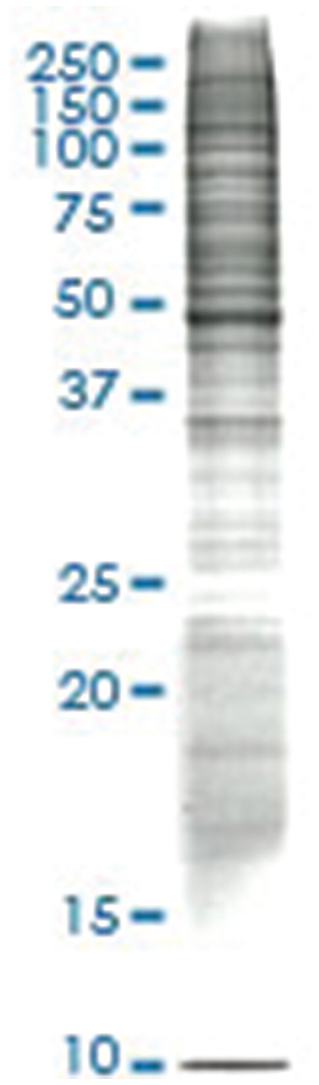 A 431 Human Epidermoid Carcinoma Nuclear Extract Lysate Non Denatured Abnova 50mg Lisados De Lineas Celulares Humanas Fisher Scientific
