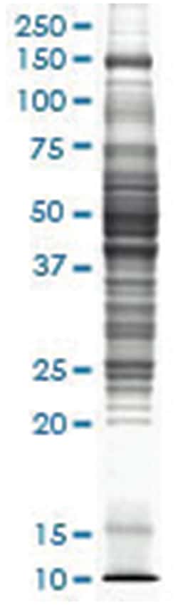 Rat liver tissue lysate, Non-denatured; Abnova