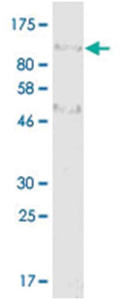 anti-HA, Clone: 4G8, Abnova 100μg, Unlabeled:Antibodies, Monoclonal