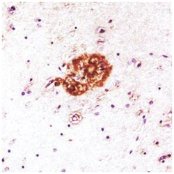 APP, Chicken, Polyclonal Antibody, Abnova 100 &mu;g | Buy Online | Abnova Corporation | Fisher Scientific