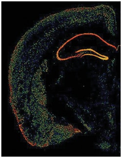 GRM5, Chicken, Polyclonal Antibody, Abnova 1 mL | Buy Online | Abnova Corporation | Fisher Scientific