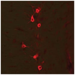 GAD1, Chicken, Polyclonal Antibody, Abnova 100 &mu;g | Buy Online | Abnova Corporation | Fisher Scientific