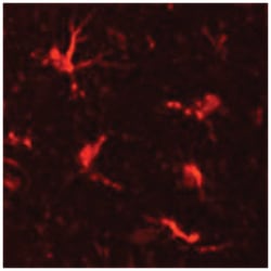 ITGAM, Chicken, Polyclonal Antibody, Abnova 100&mu;g; Unlabeled:Antibodies,