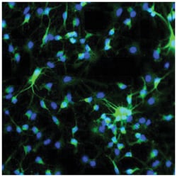 MAP2, Chicken, Polyclonal Antibody, Abnova 200&mu;g; Unlabeled:Antibodies,