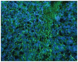 PLP1, Chicken, Polyclonal Antibody, Abnova 100&mu;g; Unlabeled:Antibodies,