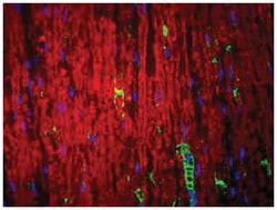MPZ, Chicken, Polyclonal Antibody, Abnova 200&mu;g; Unlabeled:Antibodies,