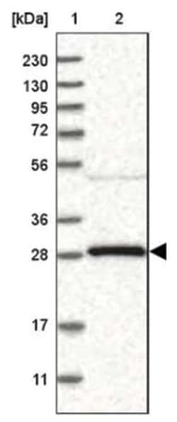 14-3-3 gamma Antibody, Novus Biologicals:Antibodies:Primary Antibodies