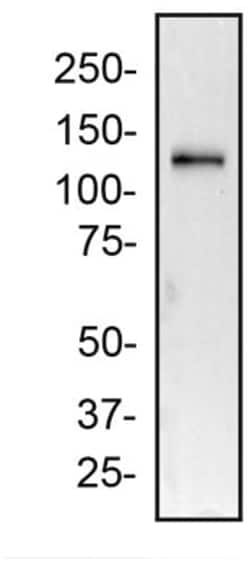 2A Peptide Antibody (3H4) - Non-Recombinant Monoclonal, Novus Biologicals:Antibodies:Primary