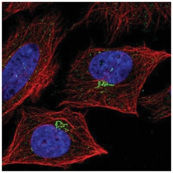 4-1BB Ligand/TNFSF9 Antibody, Novus Biologicals 100&mu;L; Unlabeled:Antibodies,