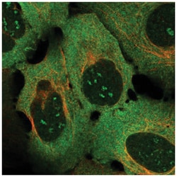 4-1BB/TNFRSF9/CD137 Antibody, Novus Biologicals 25 &mu;L, Unlabeled:Antibodies,