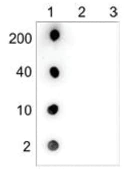 5-hmC Antibody (C.15200200), Novus Biologicals 100&mu;g; Unlabeled:Antibodies,