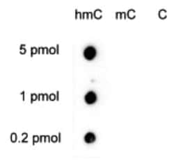 5-hmC Antibody, Novus Biologicals 50&mu;g; Unlabeled:Antibodies, Polyclonal