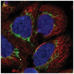 AARS2 Antibody, Novus Biologicals 25 &mu;L:Antibodies, Polyclonal