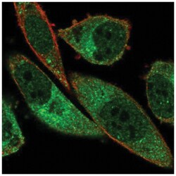 ABCA13 Antibody, Novus Biologicals:Antibodies:Primary Antibodies
