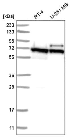 ABCE1 Antibody, Novus Biologicals:Antibodies:Primary Antibodies
