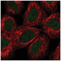 ABH2 Antibody, Novus Biologicals:Antibodies:Primary Antibodies