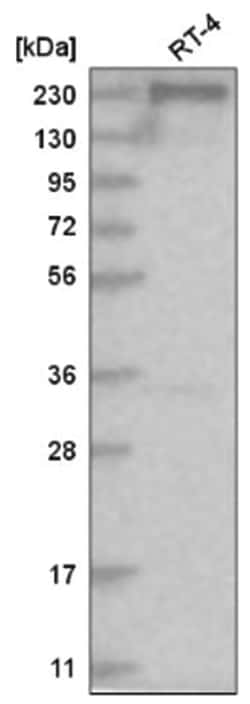 Acetyl-CoA Carboxylase alpha/ACACA Antibody, Novus Biologicals:Antibodies:Primary