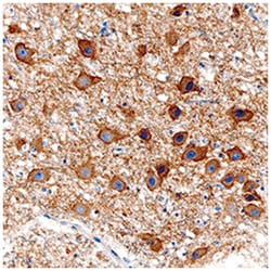 Human Acetylcholinesterase/ACHE Antibody, R D Systems:Antibodies:Primary