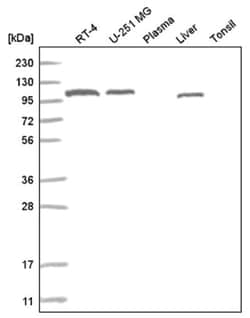 ADAMTS9 Antibody, Novus Biologicals 25 &mu;L:Antibodies, Polyclonal