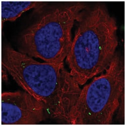 Adenylate Cyclase 7 Antibody, Novus Biologicals:Antibodies:Primary Antibodies