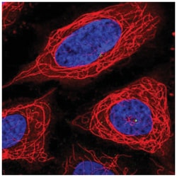 ADPGK Antibody, Novus Biologicals 100&mu;L; Unlabeled:Antibodies, Polyclonal