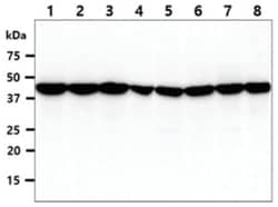 ADRM1 Mouse anti-Human, Clone: 34C2, Novus Biologicals 50&mu;L; Unlabeled:Antibodies,