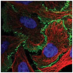 Afadin/AF-6 Antibody, Novus Biologicals 100 &mu;L | Buy Online | Novus Biologicals | Fisher Scientific