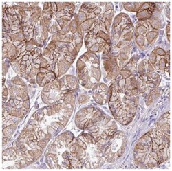 AGAP4 Antibody, Novus Biologicals 100&mu;L; Unlabeled:Antibodies, Polyclonal