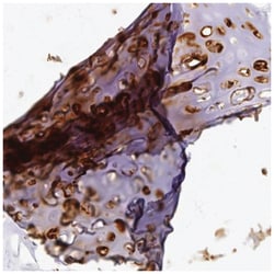 Aggrecan Antibody, Novus Biologicals 25 &mu;L:Antibodies, Polyclonal