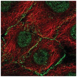 Ago2/eIF2C2 Antibody, Novus Biologicals 100&mu;L; Unlabeled:Antibodies,