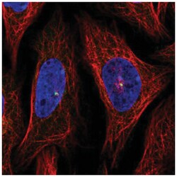 AHI1 Antibody, Novus Biologicals 100&mu;L; Unlabeled:Antibodies, Polyclonal