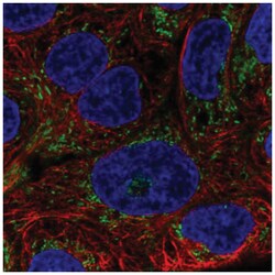 AIM2 Antibody, Novus Biologicals 100&mu;L; Unlabeled:Antibodies, Polyclonal