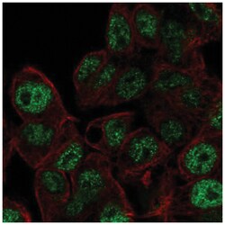 Akirin2 Antibody, Novus Biologicals 100&mu;L; Unlabeled:Antibodies, Polyclonal