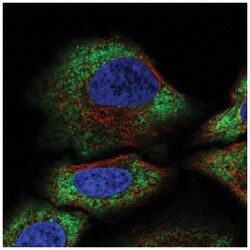 ALG10 Antibody, Novus Biologicals:Antibodies:Primary Antibodies