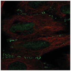 ALKBH6 Antibody, Novus Biologicals:Antibodies:Primary Antibodies