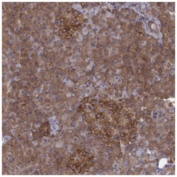 alpha-Taxilin Antibody, Novus Biologicals 100&mu;L; Unlabeled:Antibodies,