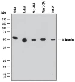 Human/Mouse/Rat alpha Tubulin Antibody, R D Systems:Antibodies:Primary
