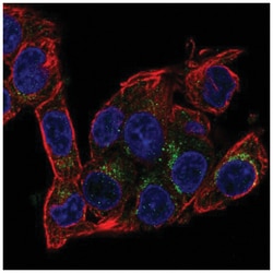 AMID Antibody, Novus Biologicals:Antibodies:Primary Antibodies