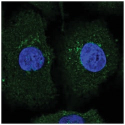 AMIGO2 Antibody, Novus Biologicals:Antibodies:Primary Antibodies
