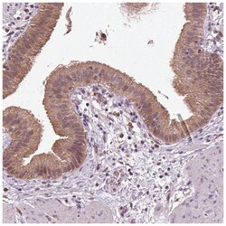 Aminopeptidase B/RNPEP Antibody, Novus Biologicals 25 &mu;L, Unlabeled:Antibodies,