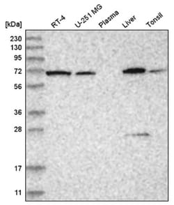 Aminopeptidase B/RNPEP Antibody, Novus Biologicals 100&mu;L; Unlabeled:Anticorps,